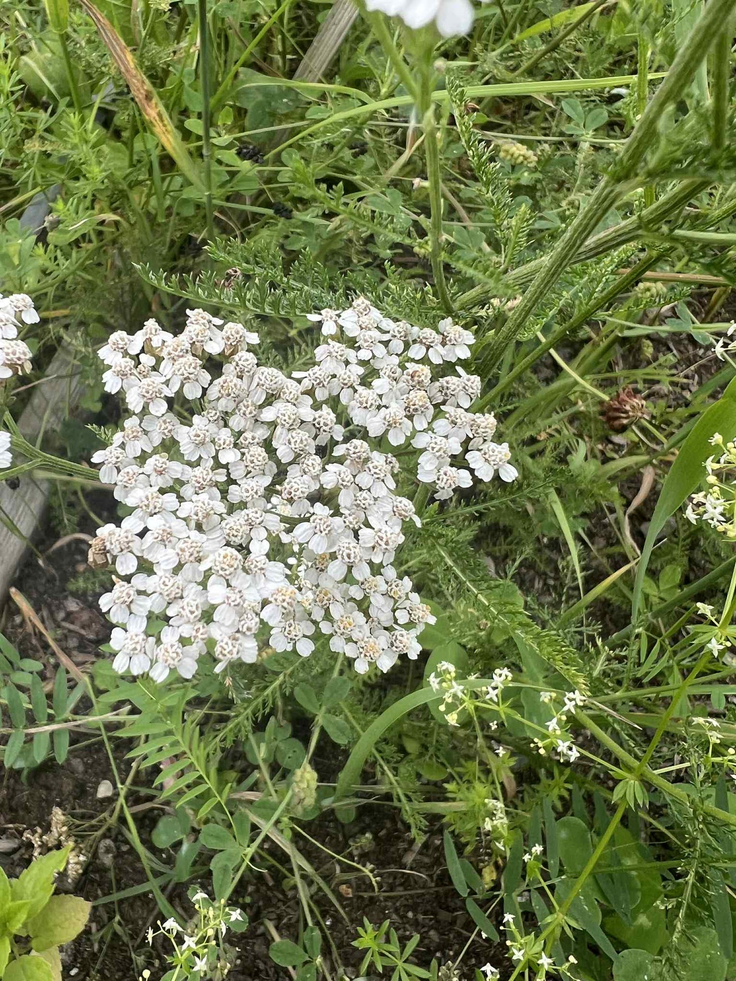 Achillea millefolium