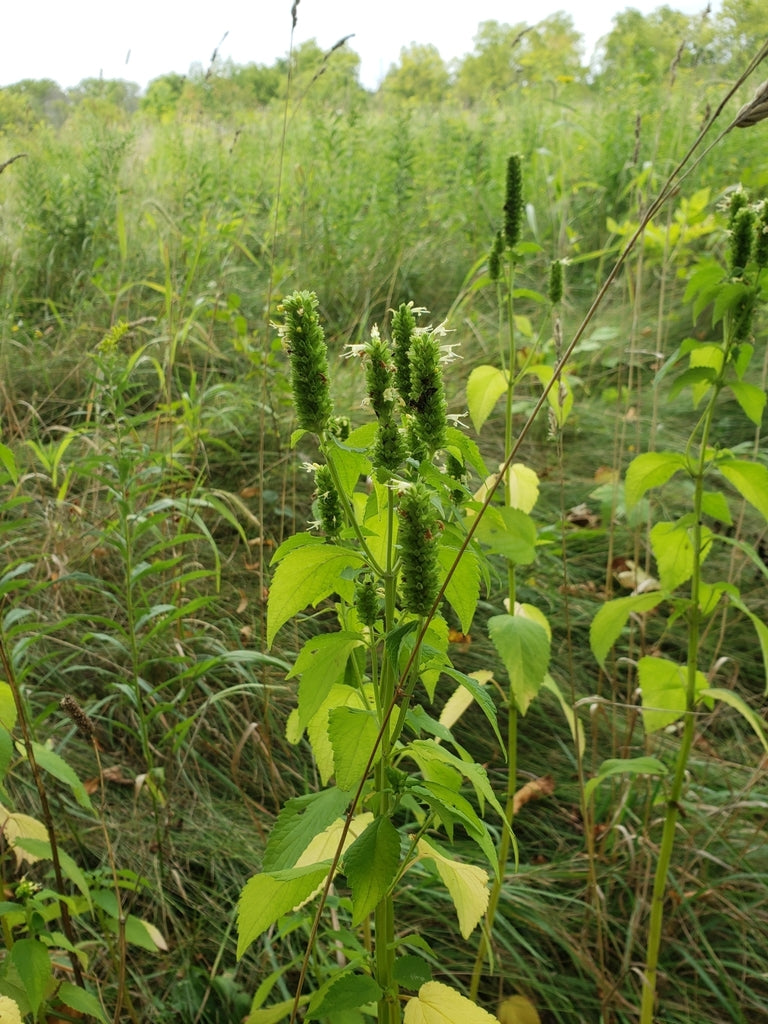 Agastache nepetoides