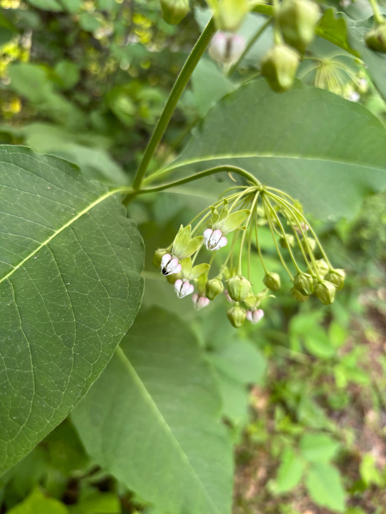 Asclepias exaltata