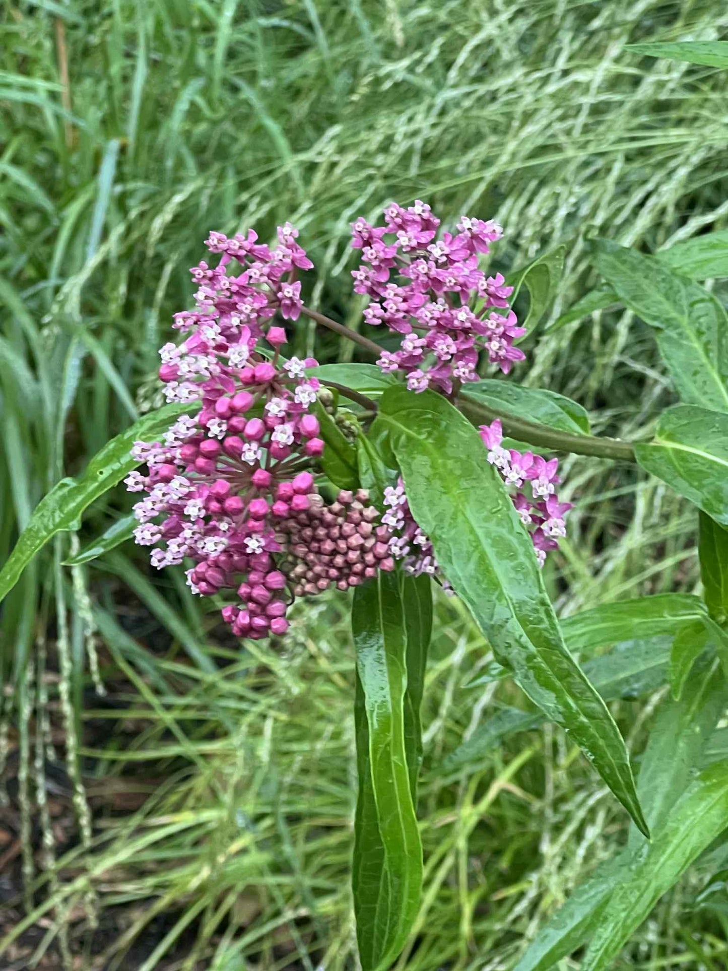 Asclepias incarnata