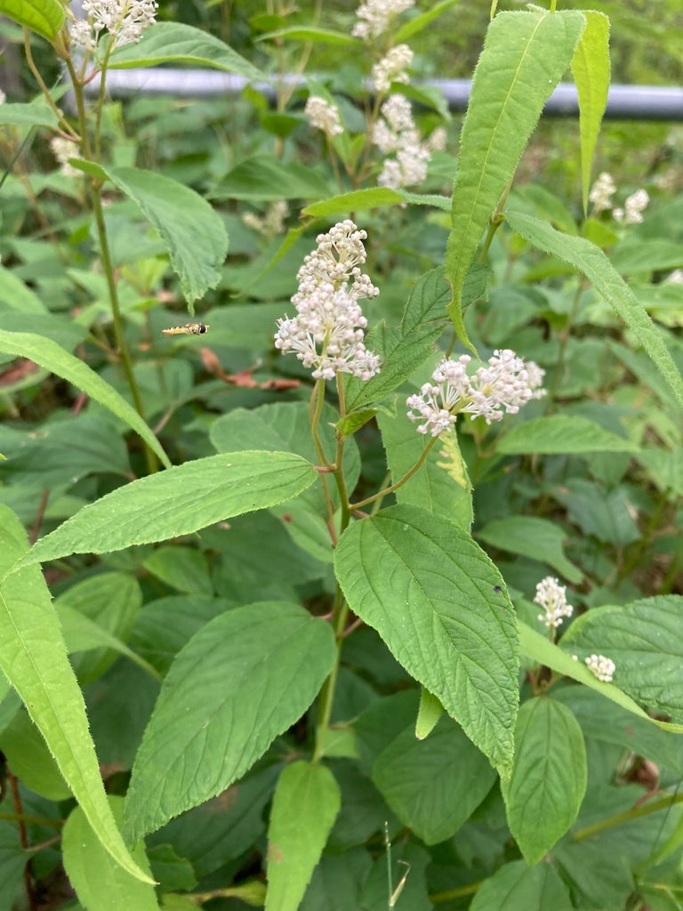 Ceanothus americanus