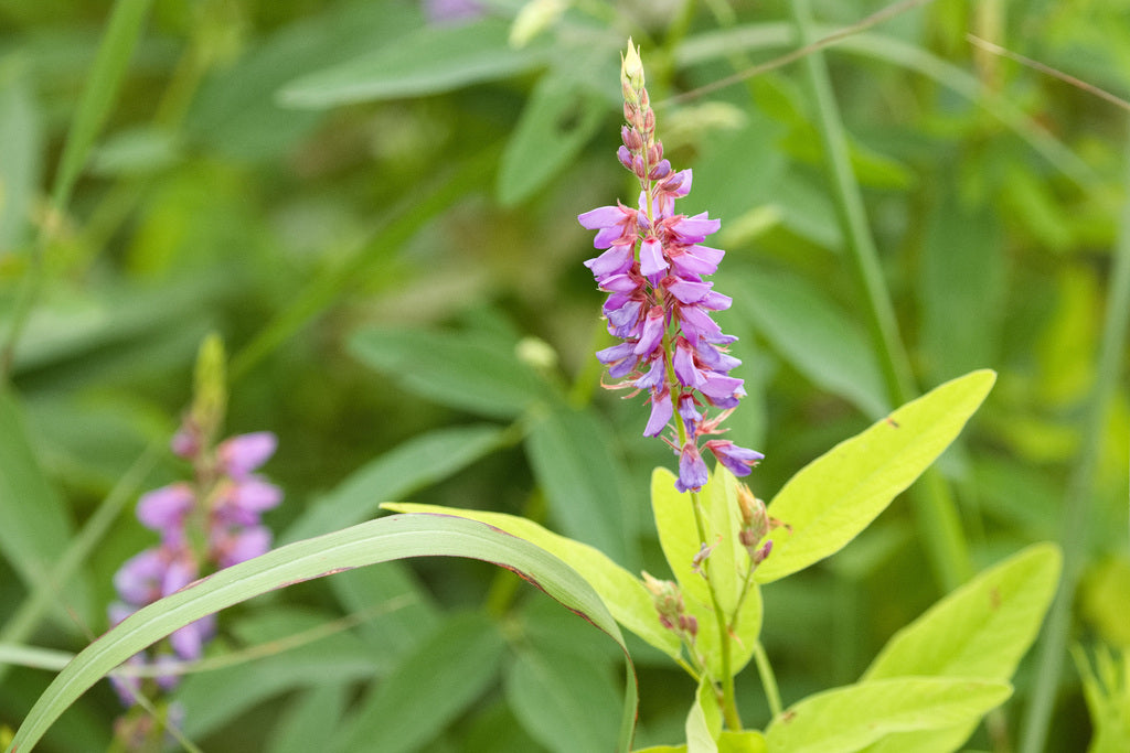 Desmodium canadense