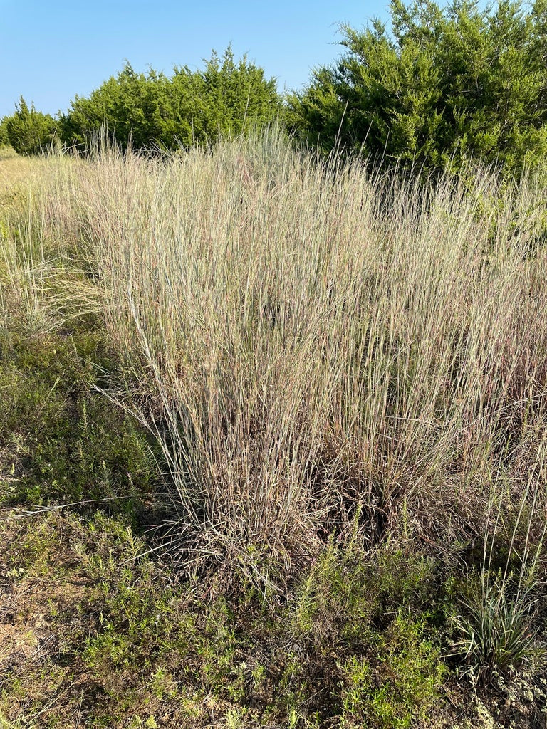 Schizachyrium scoparium