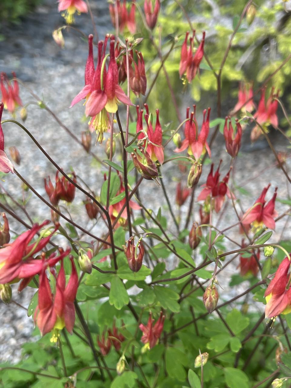 Aquilegia canadensis