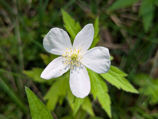 Anemonastrum canadense