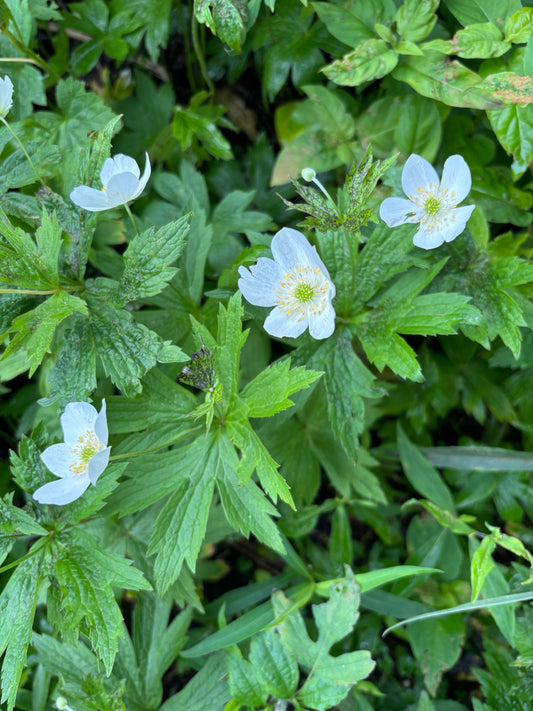 Decolonizer (ON, QC, NB)