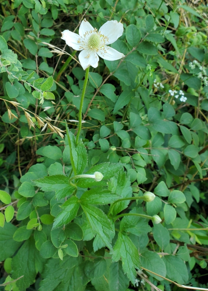 Anemone virginiana