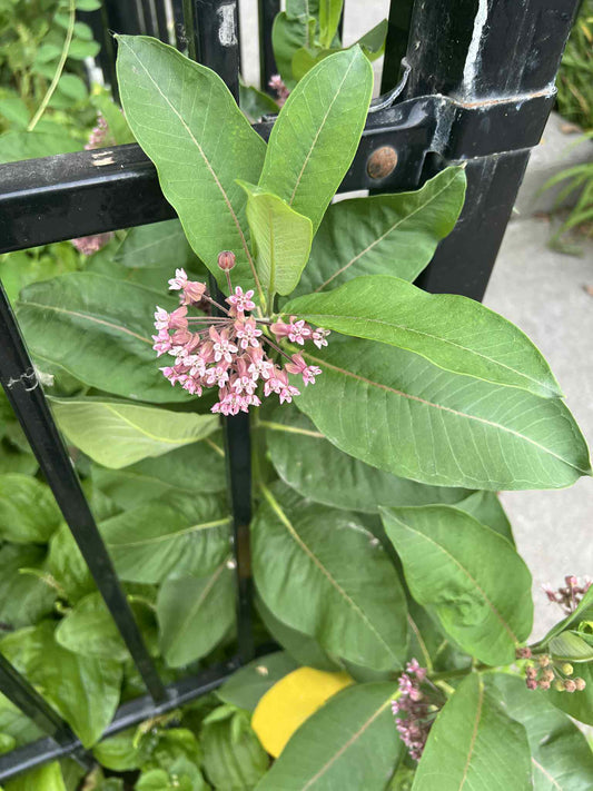 Asclepias syriaca