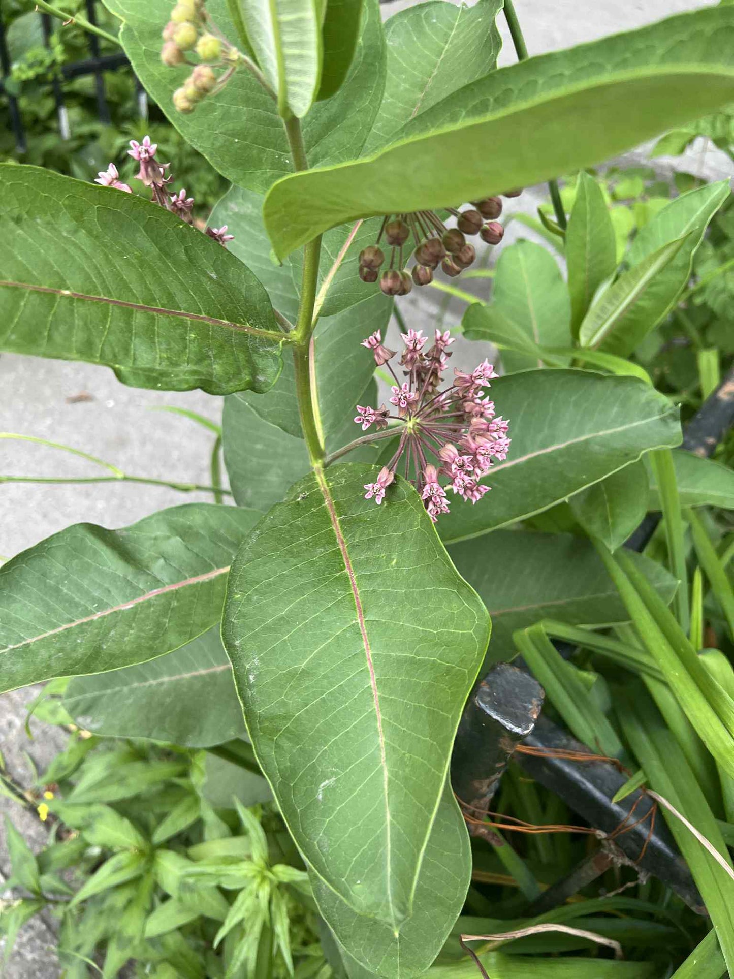 Big Monarch Garden (ON, QC)