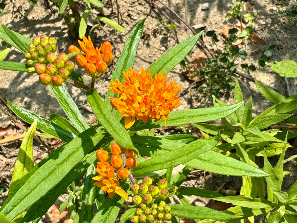 Butterfly Garden (ON, QC)