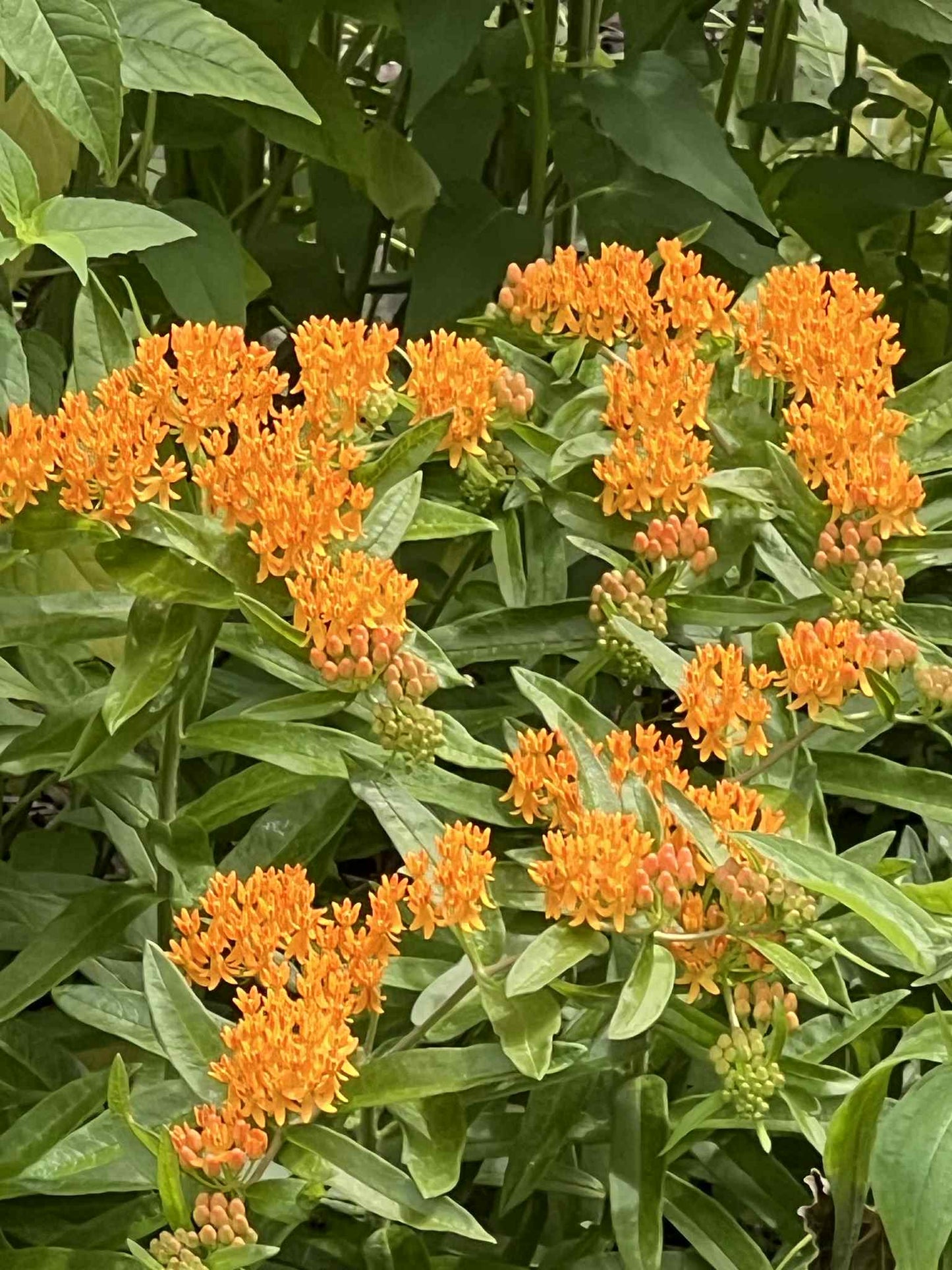 Asclepias tuberosa