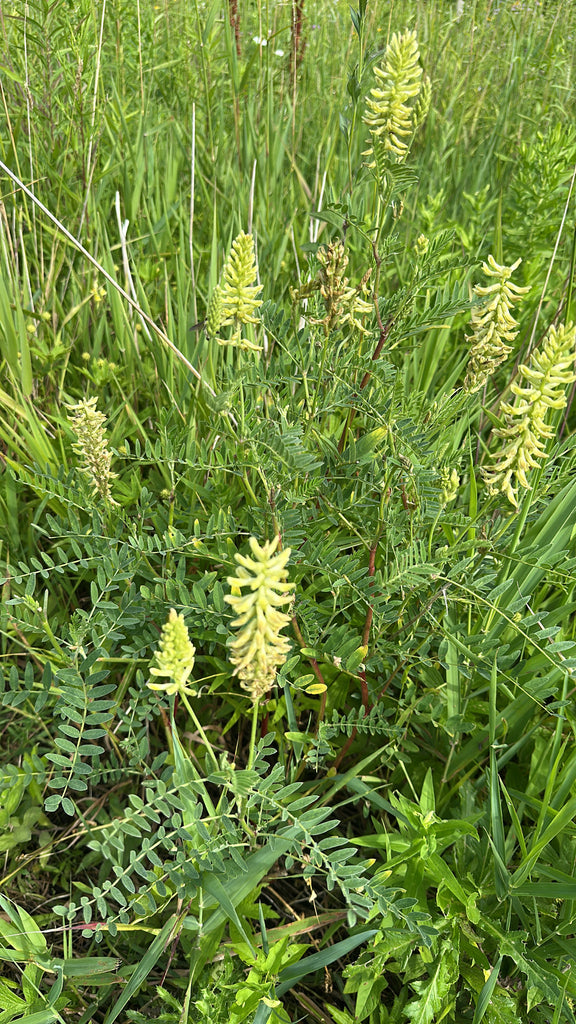 Astragalus canadensis