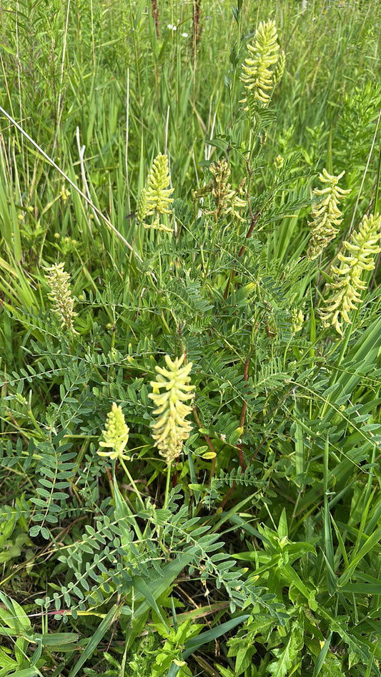Astragalus canadensis