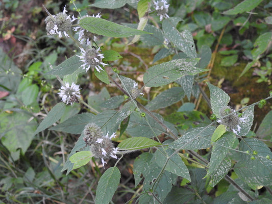 Blephilia hirsuta