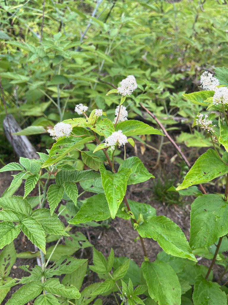 Ceanothus americanus