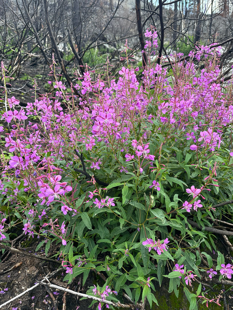 Big Tea Garden (ON, QC)