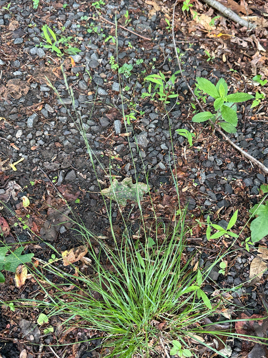 Rock Garden (ON, QC, NB)