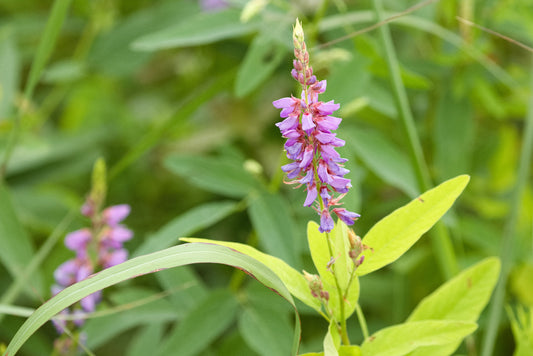 Desmodium canadense