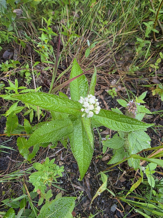 Eupatorium perfoliatum