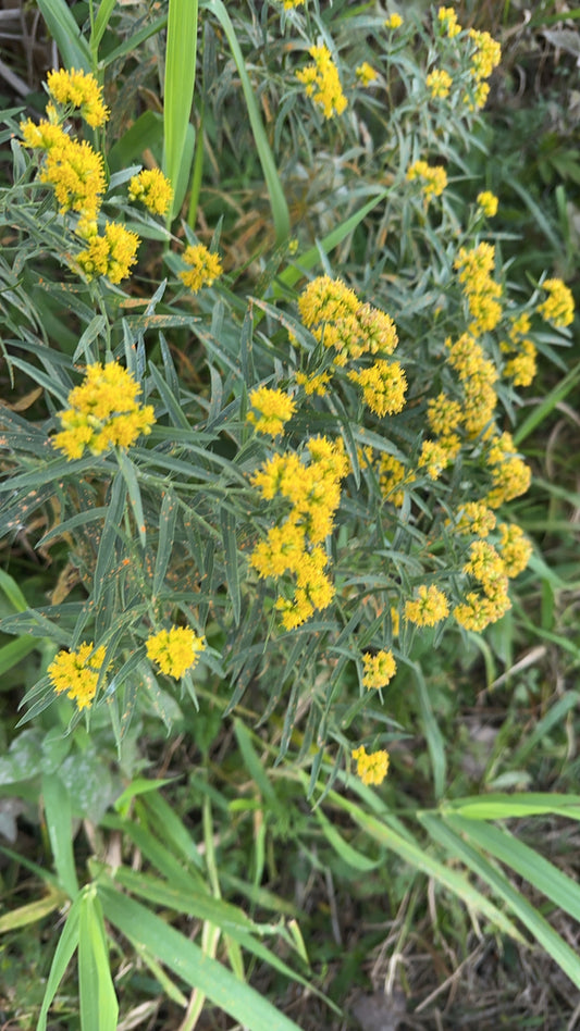 Euthamia graminifolia