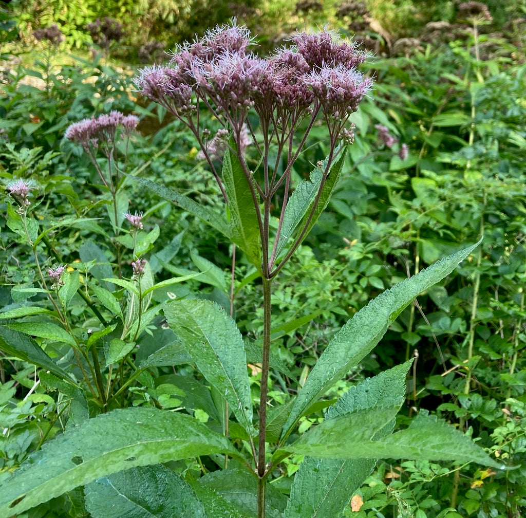 Eutrochium maculatum