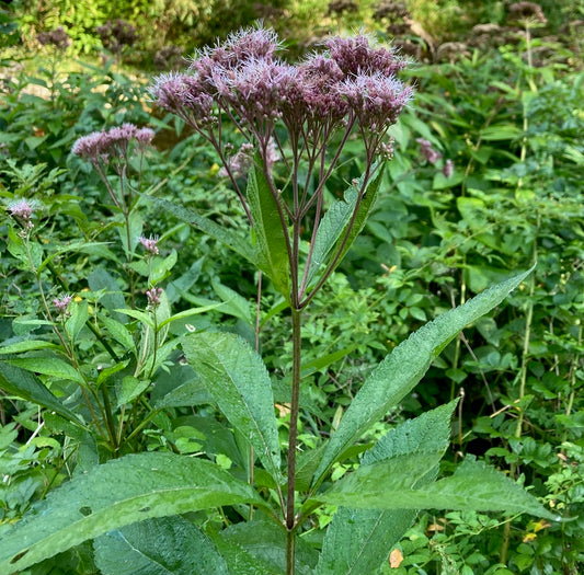 Eutrochium maculatum