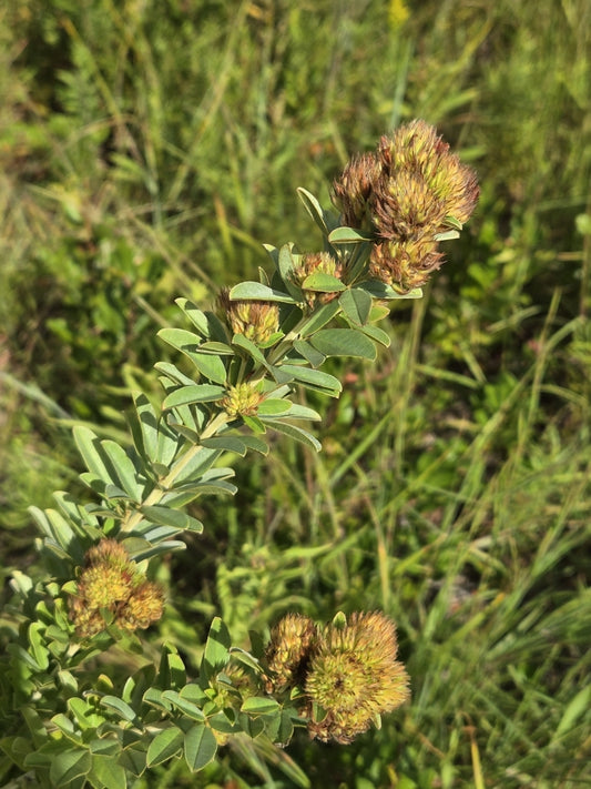 Lespedeza capitata