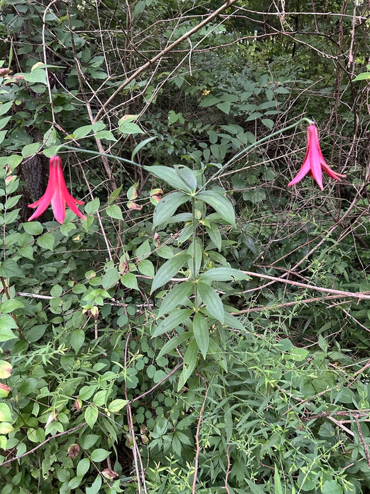 Lilium canadense
