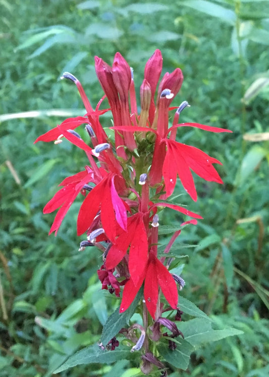 Lobelia cardinalis