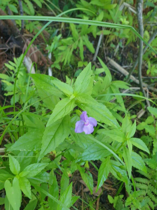 Mimulus ringens