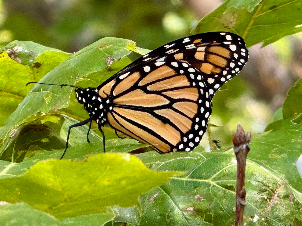 Big Monarch Garden (ON, QC)