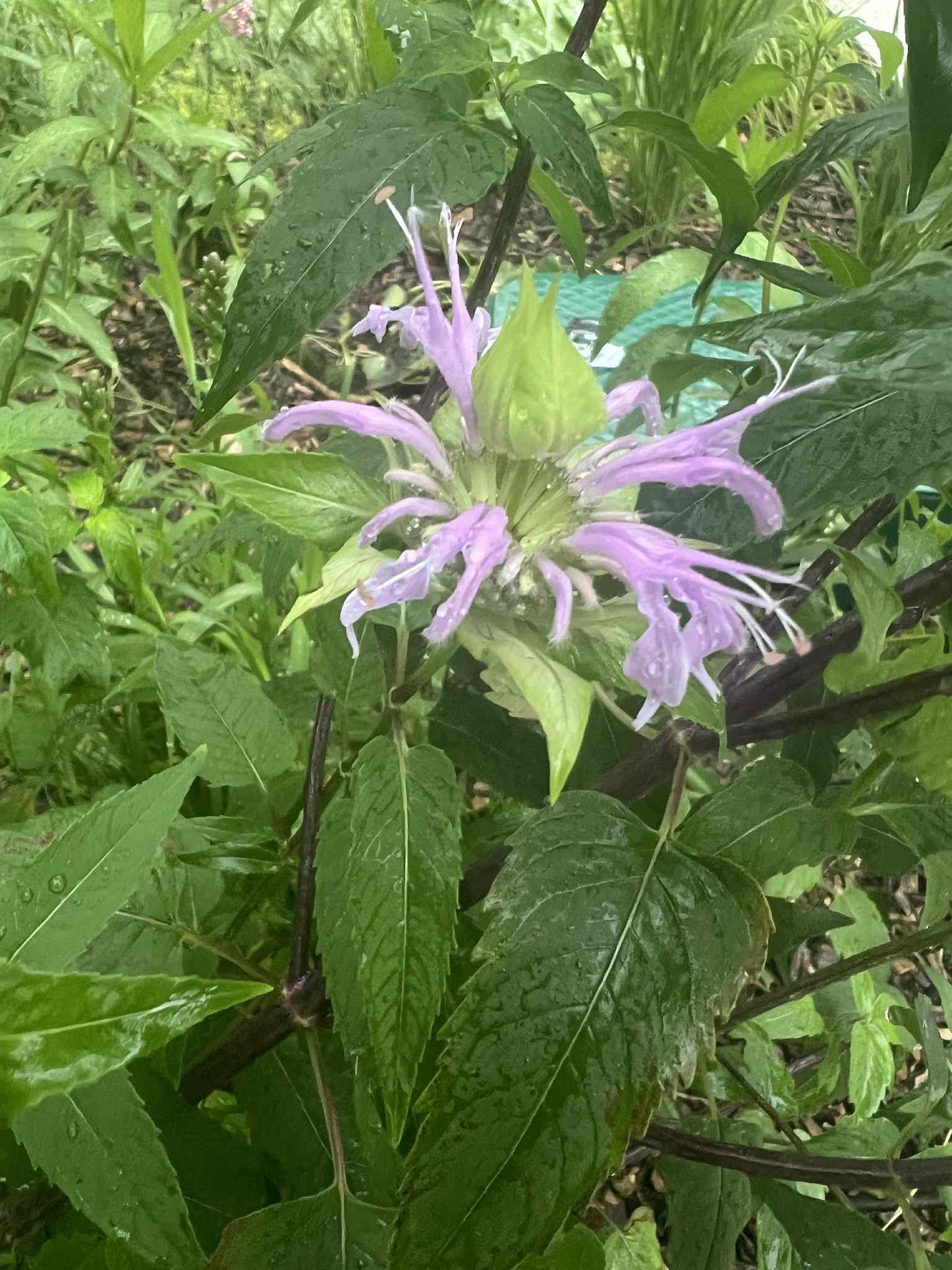 Big Monarch Garden (ON, QC)