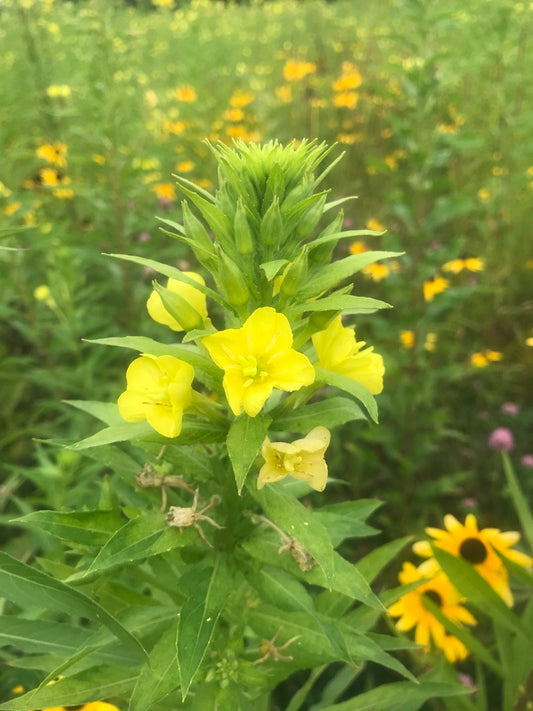Oenothera biennis