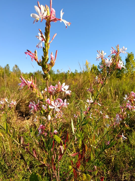 Oenothera gaura