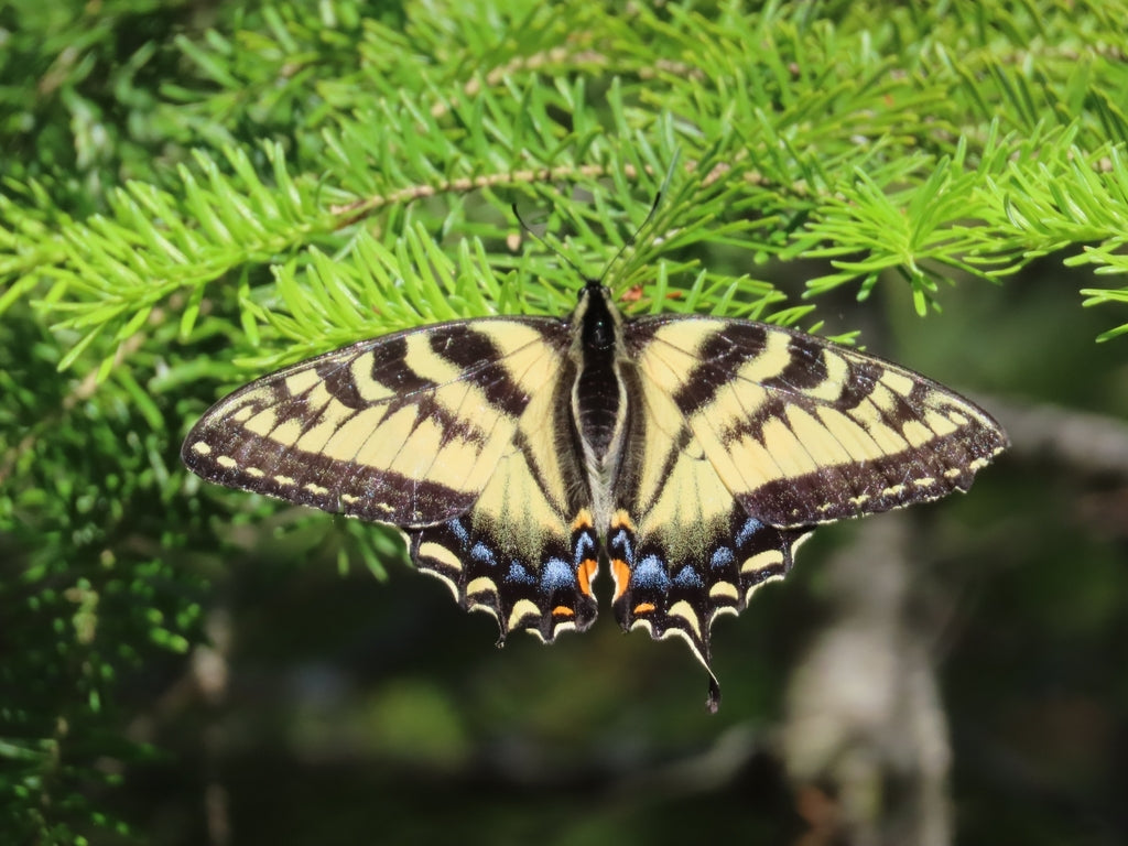 Butterfly Garden (ON, QC)