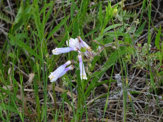 Penstemon hirsutus