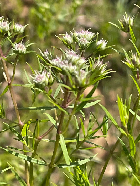 Pycnanthemum tenuifolium