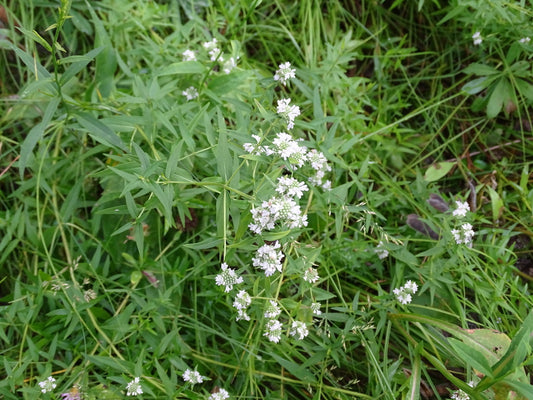 Pycnanthemum virginianum