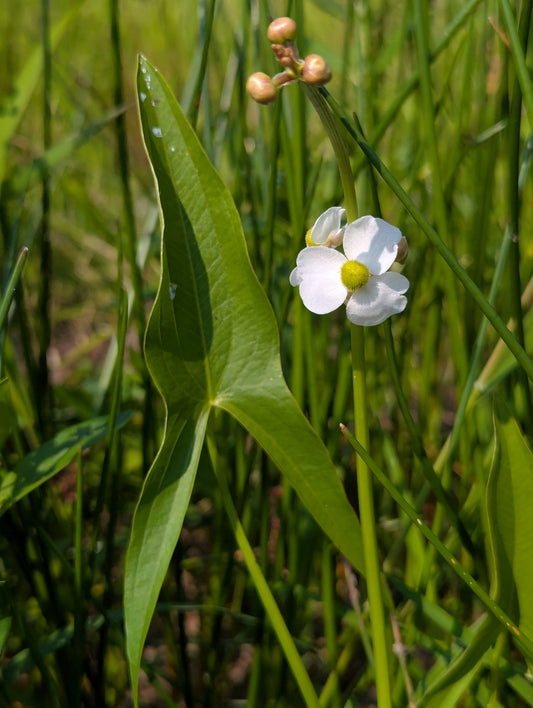 Sagittaria latifolia