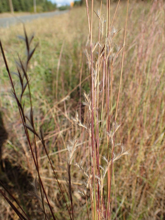 Schizachyrium scoparium