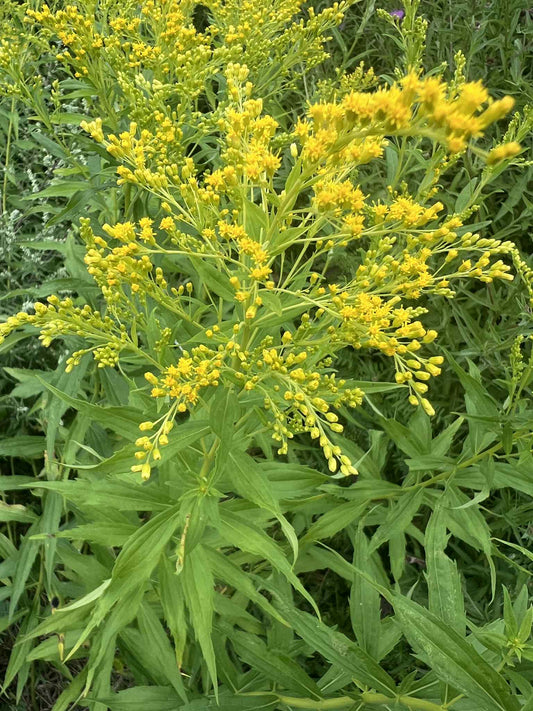 Solidago canadensis