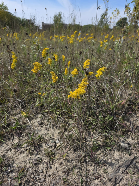 Solidago nemoralis