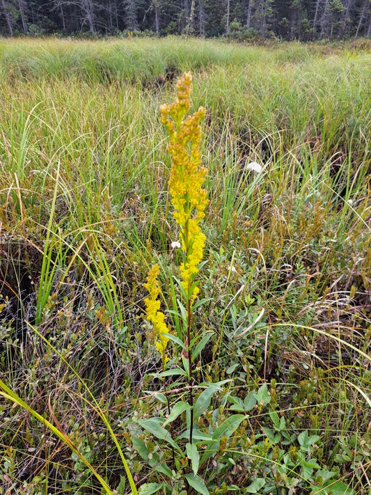 Solidago uliginosa