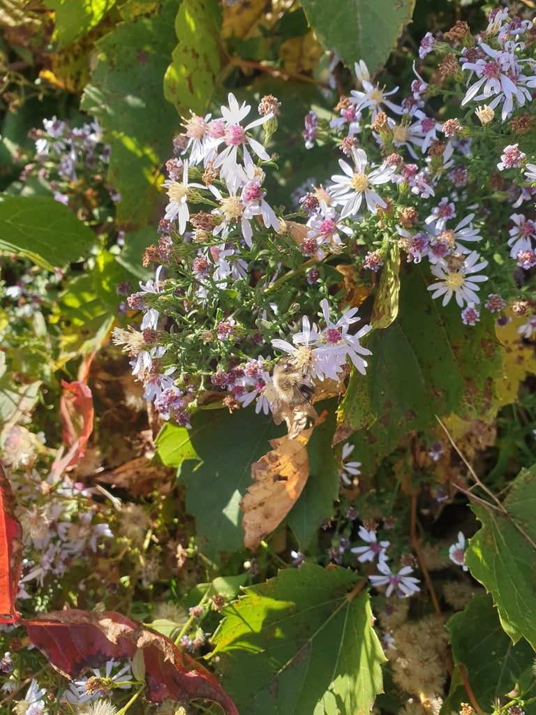 Butterfly Garden (ON, QC)