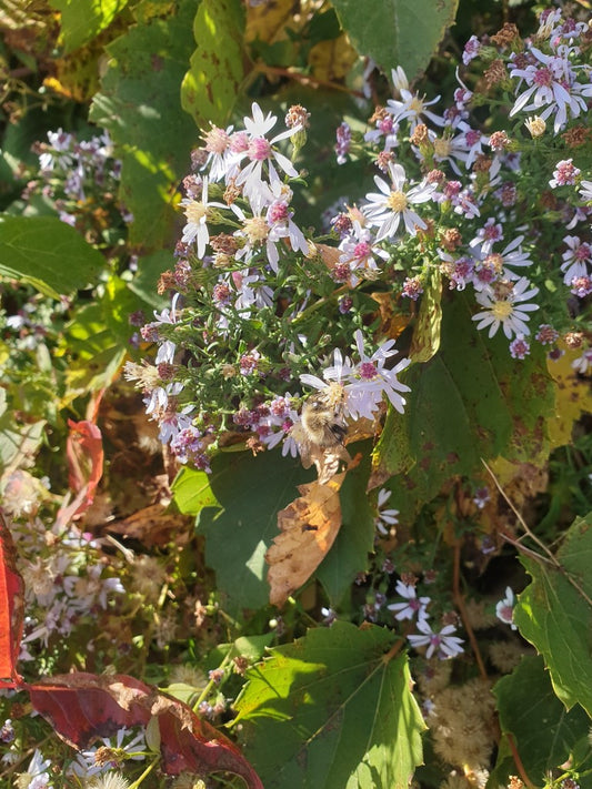 Symphyotrichum cordifolium