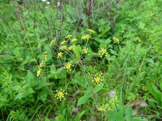 Taenidia integerrima