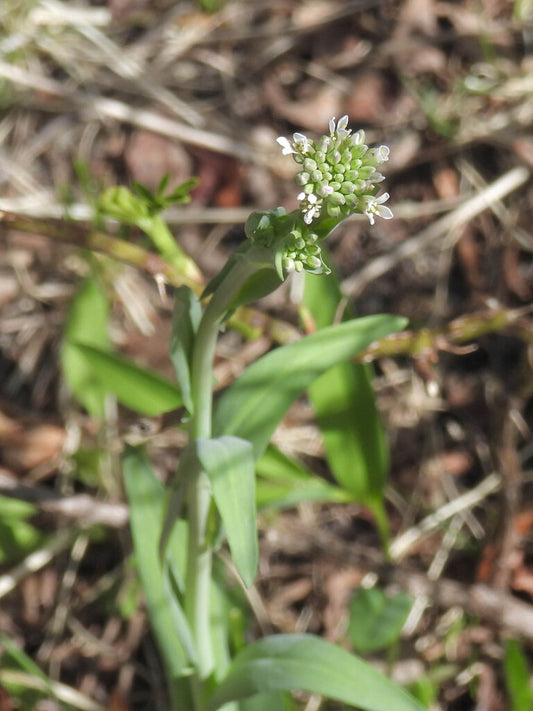 Turritis glabra