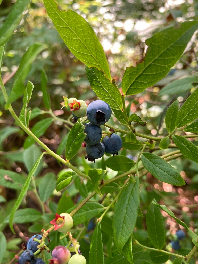 Big Tea Garden (ON, QC)