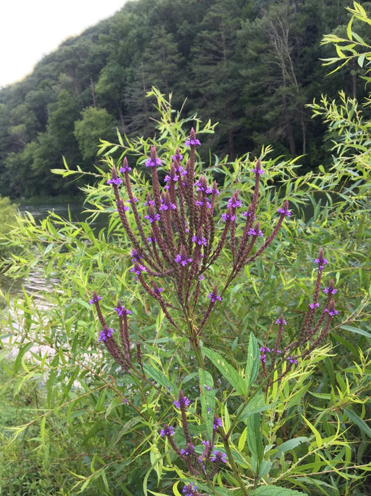 Verbena hastata