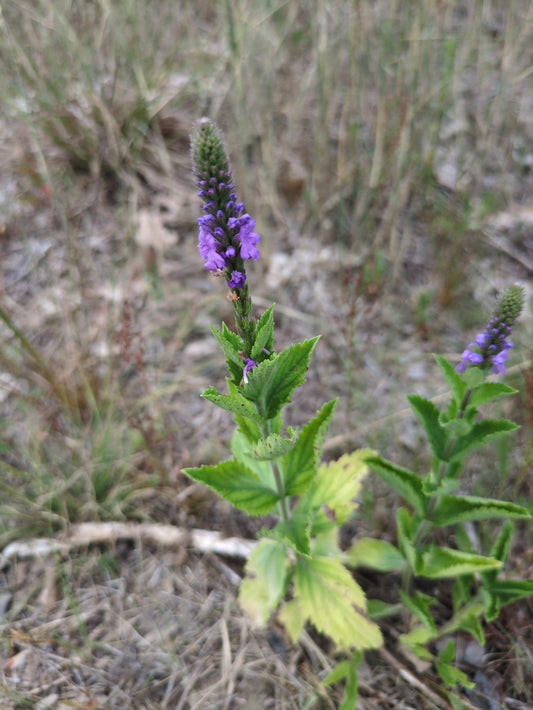 Verbena stricta